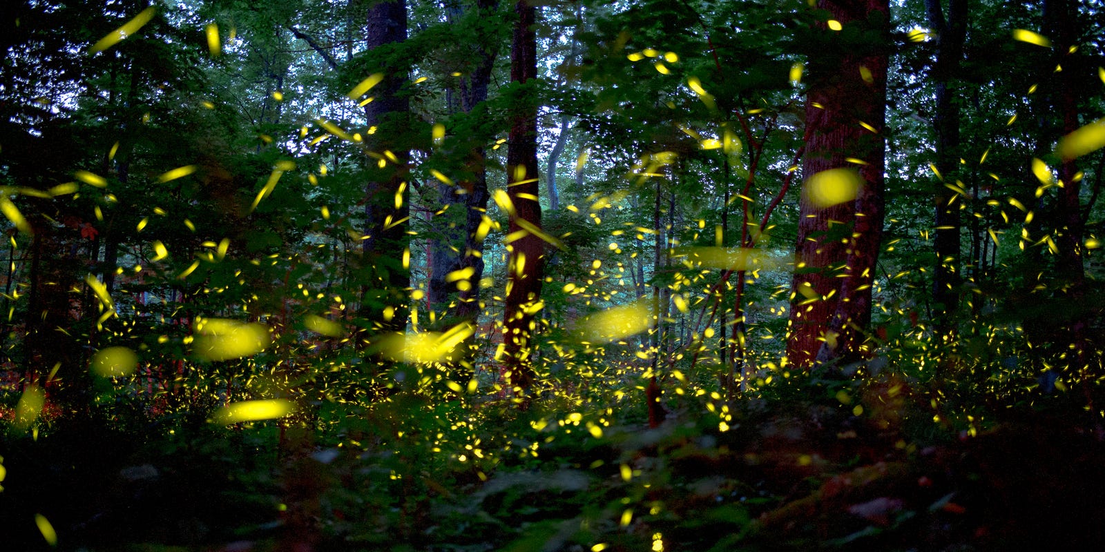 Synchronous fireflies in the Smoky Mountains at night